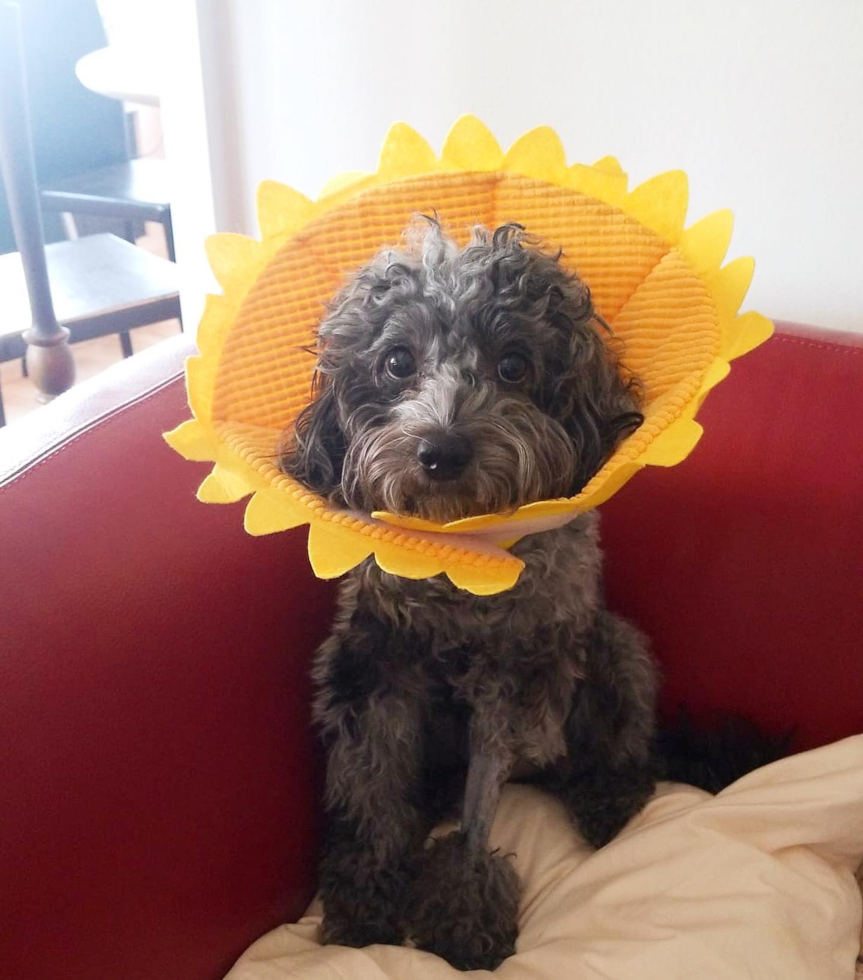 Cockapoo Being Cute