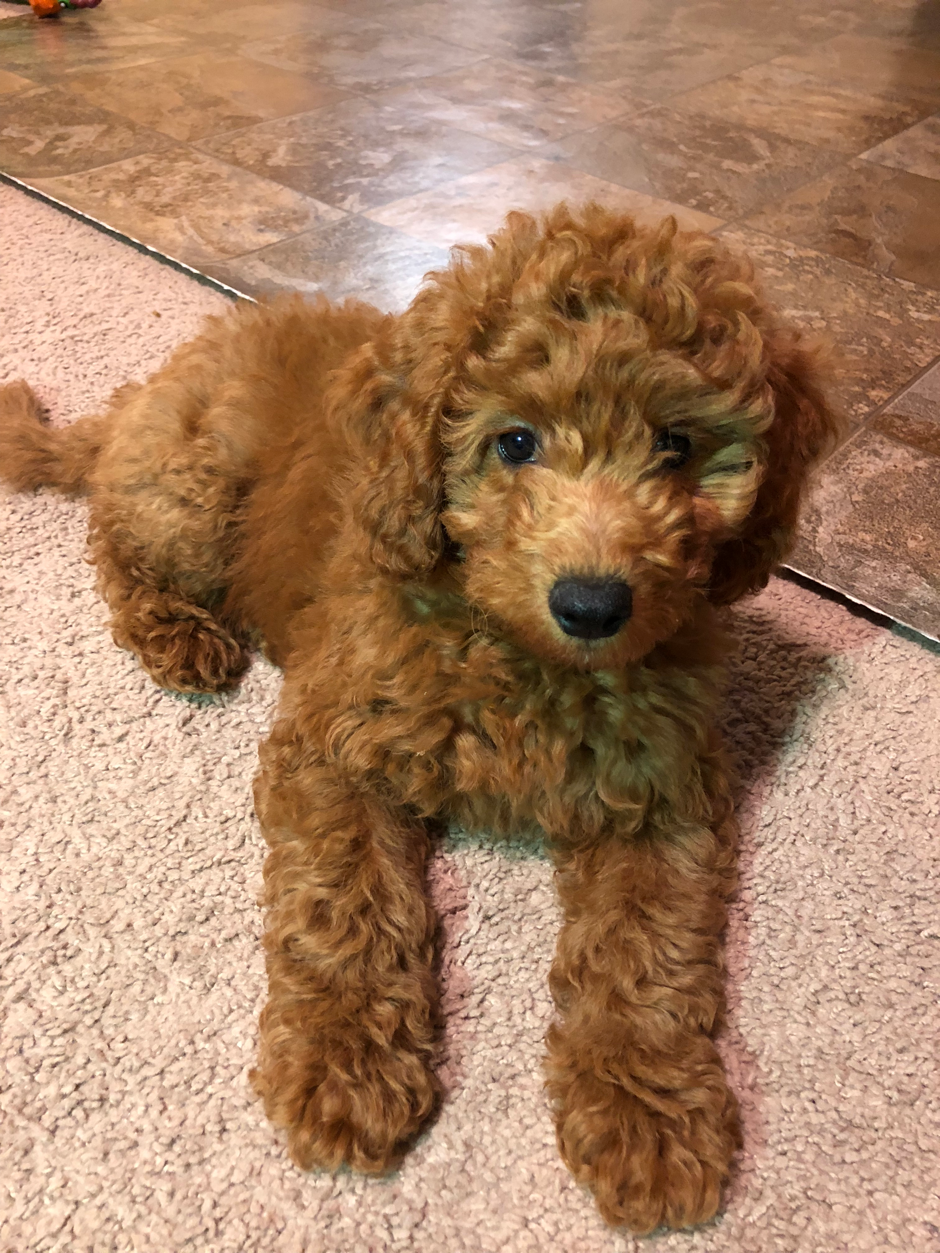Mini Goldendoodle Pup Being Cute