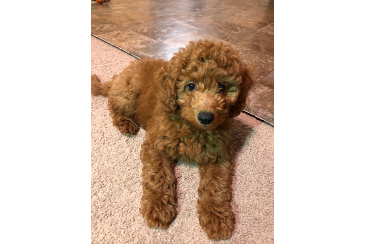 Mini Goldendoodle Pup Being Cute