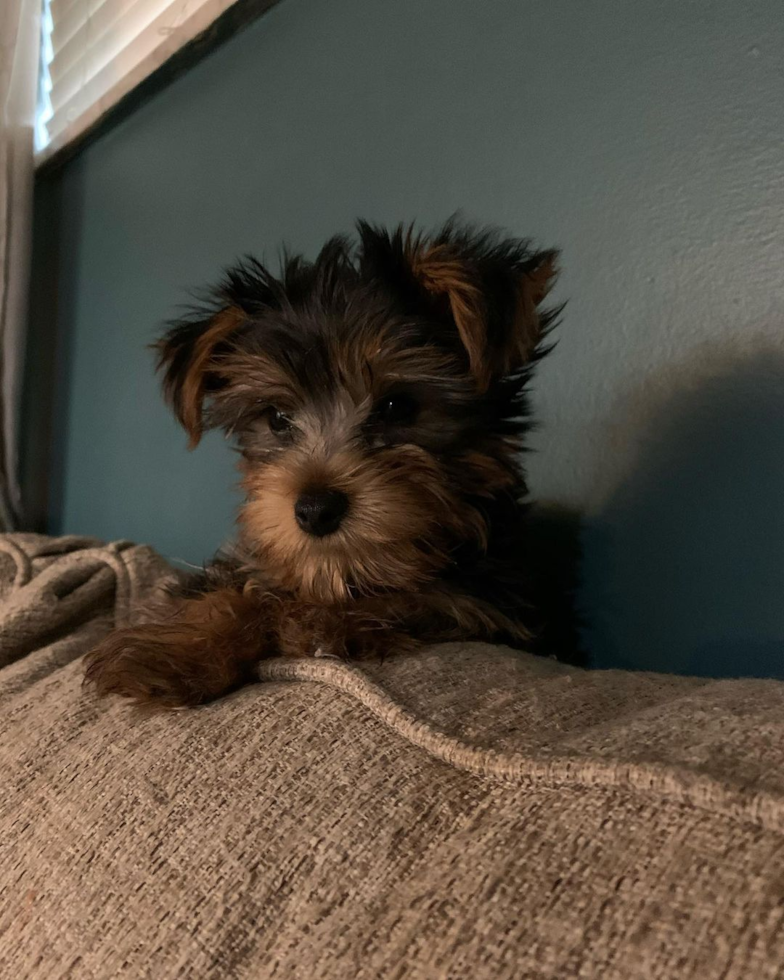 Cute Yorkie Purebred Pup