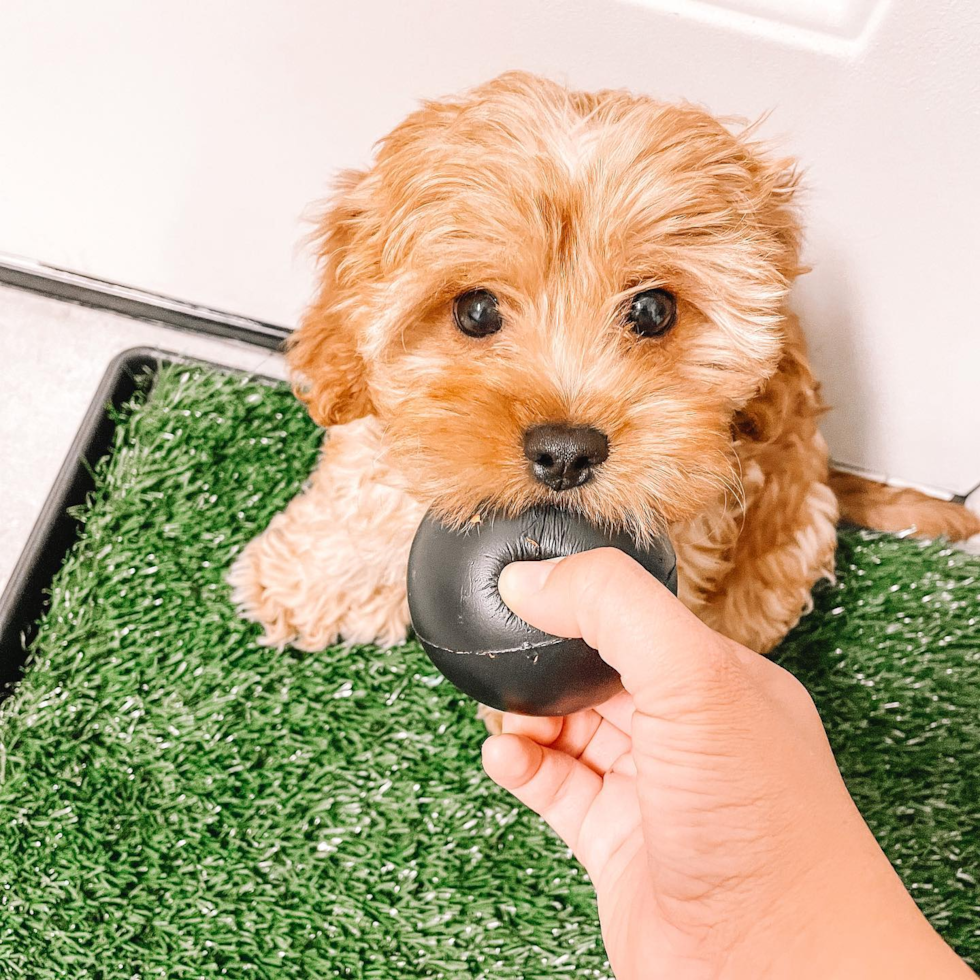 Happy Cavapoo Pup