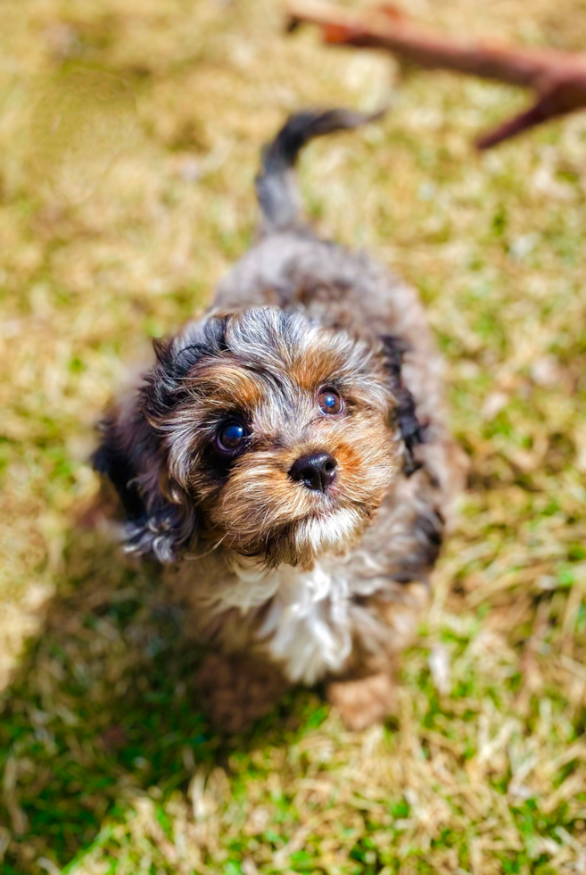 Cavapoo Pup