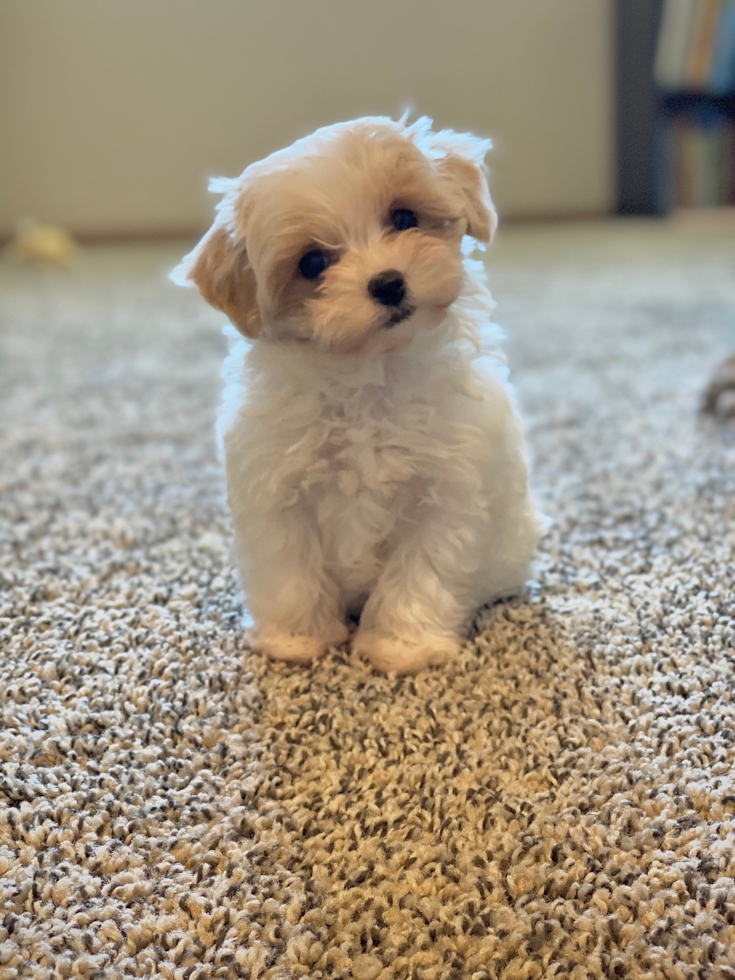 Popular Maltipoo Poodle Mix Pup