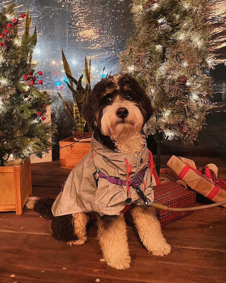 Cute Mini Bernedoodle Pup