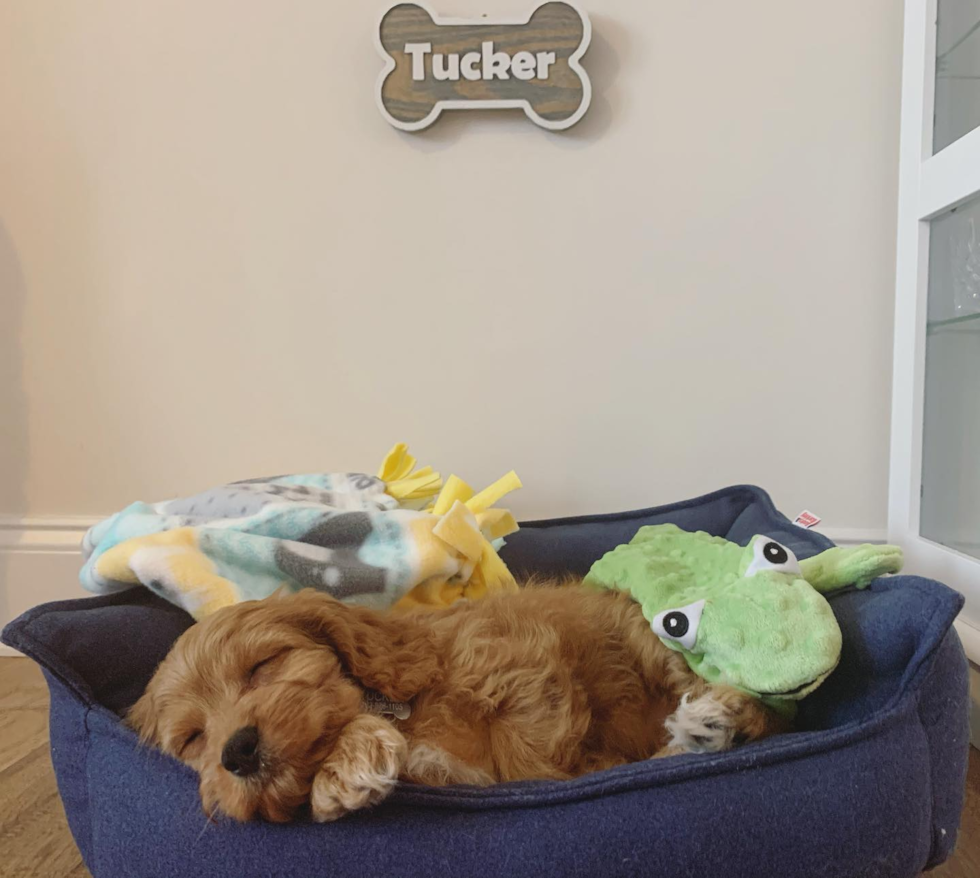 Cute Cavapoo Pup in Decatur GA