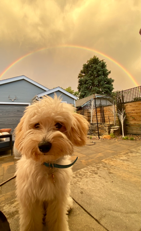 Maltipoo Being Cute