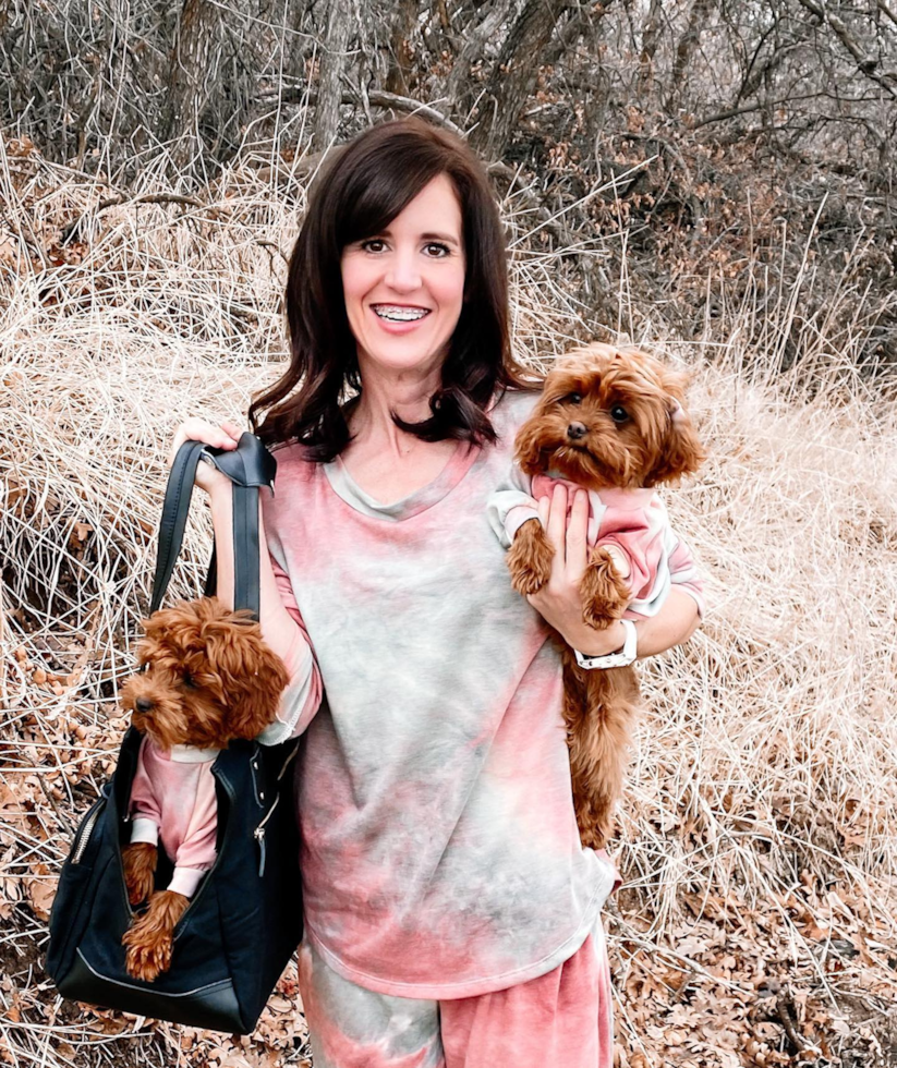 Smart Cavapoo Poodle Mix Pup