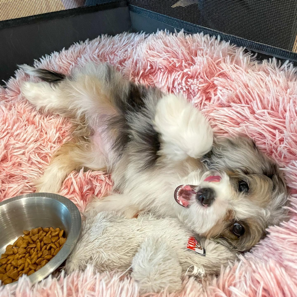 Petite Mini Aussiedoodle Poodle Mix Pup