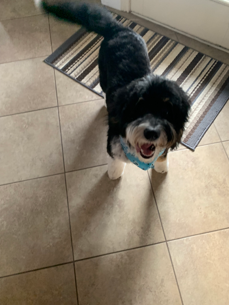 Mini Bernedoodle Pup