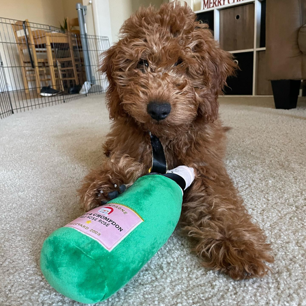 Playful Golden Retriever Poodle Mix Pup