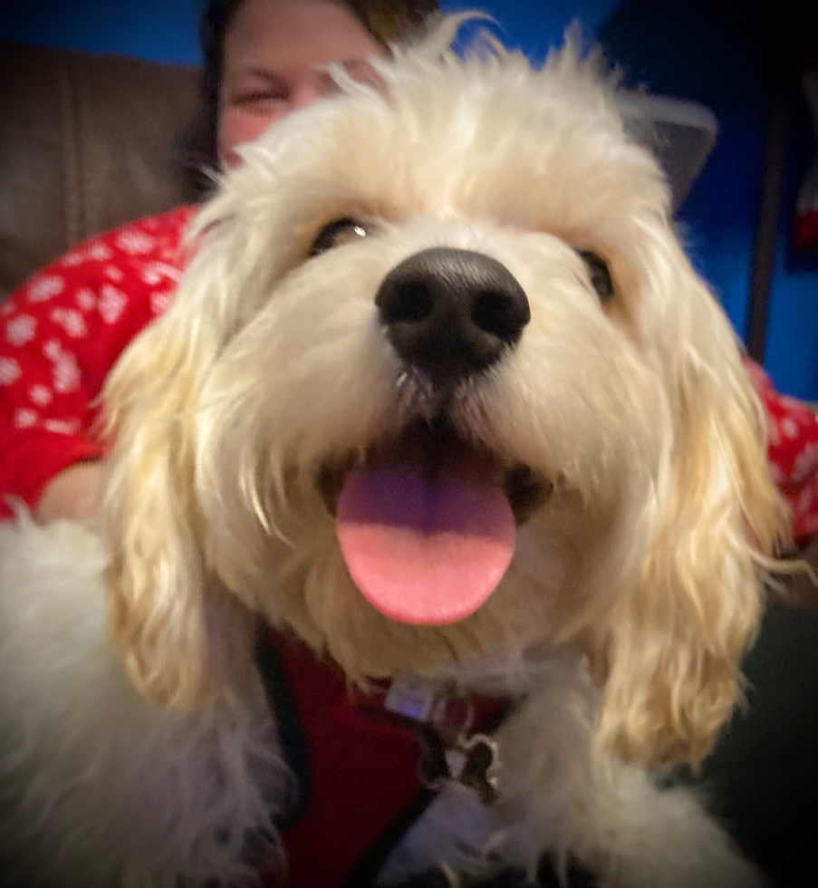 Fluffy Mini Bernedoodle Poodle Mix Pup