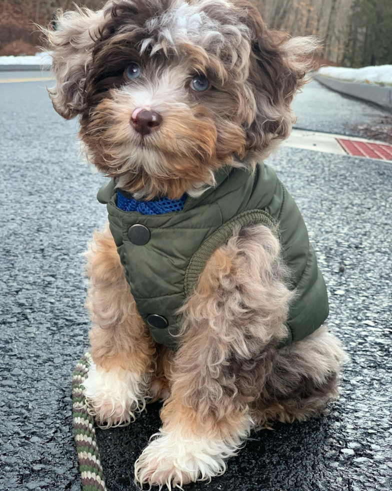 Smart Mini Aussiedoodle Poodle Mix Pup