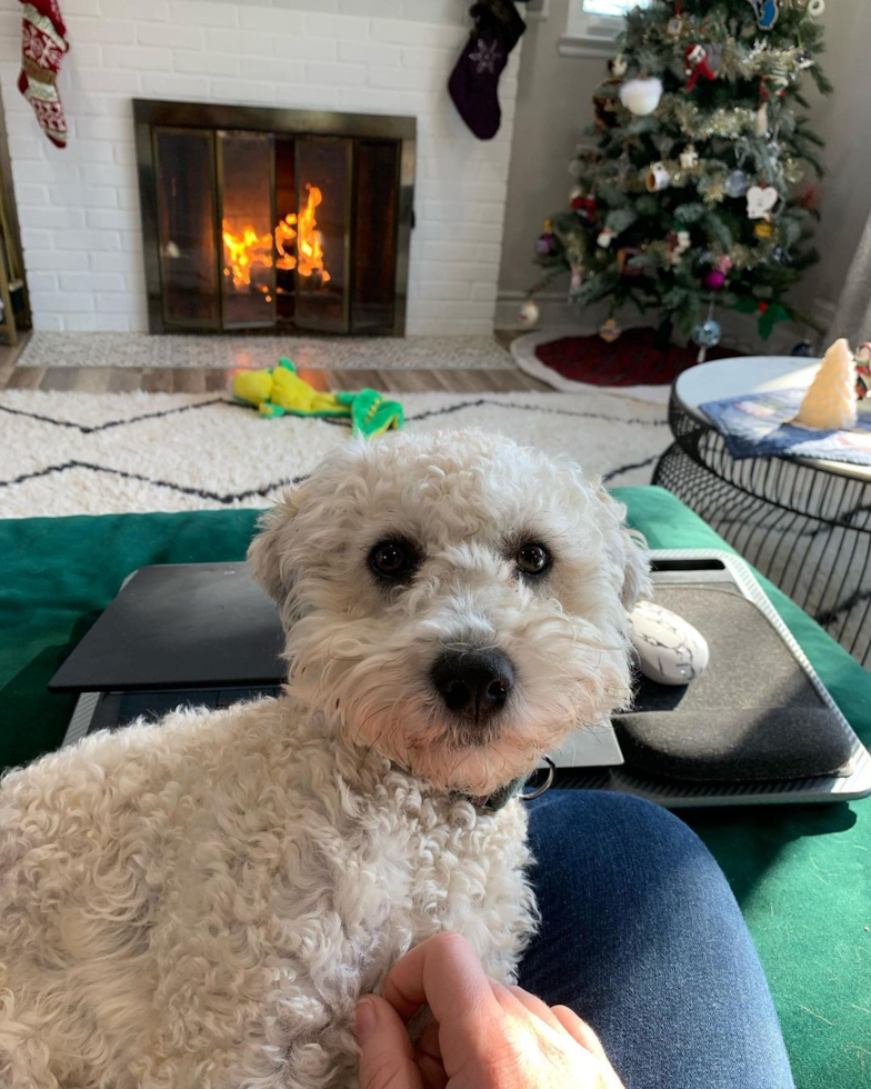 Friendly Cavapoo Pup