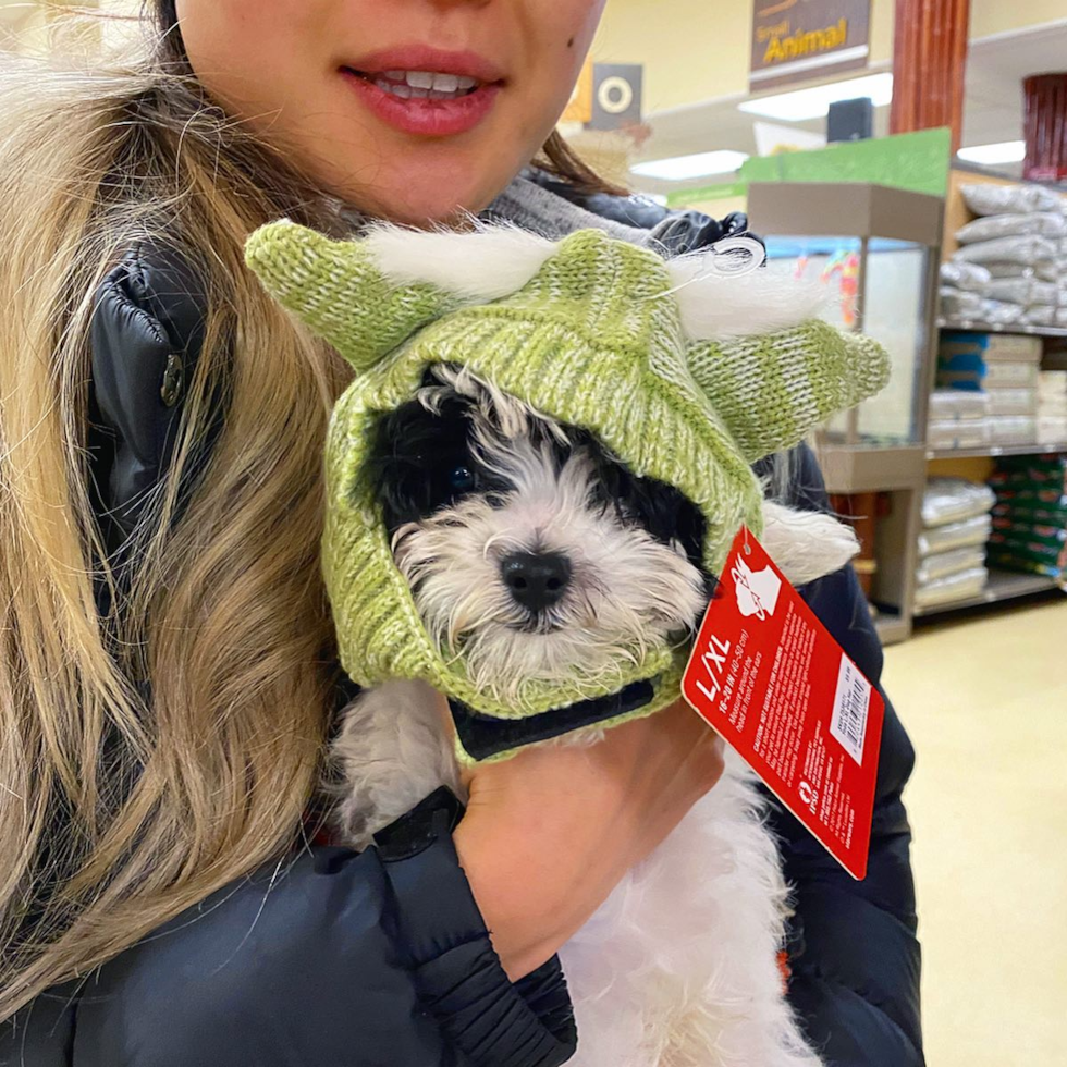 Playful Havanese Pup