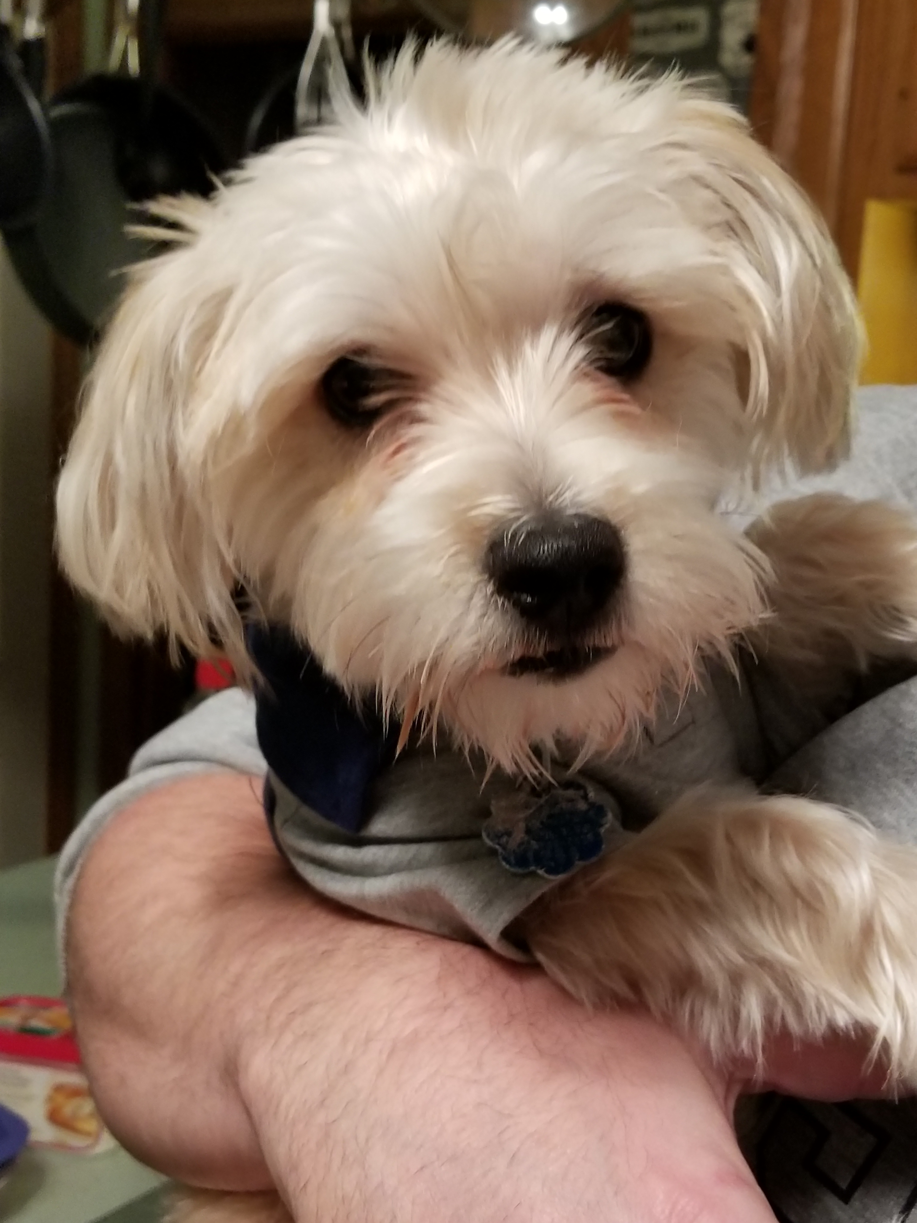 Petite Morkie Designer Pup