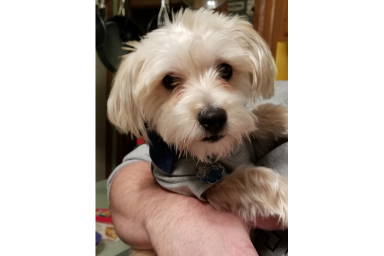 Petite Morkie Designer Pup