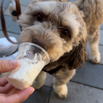 Happy Cockapoo Pup