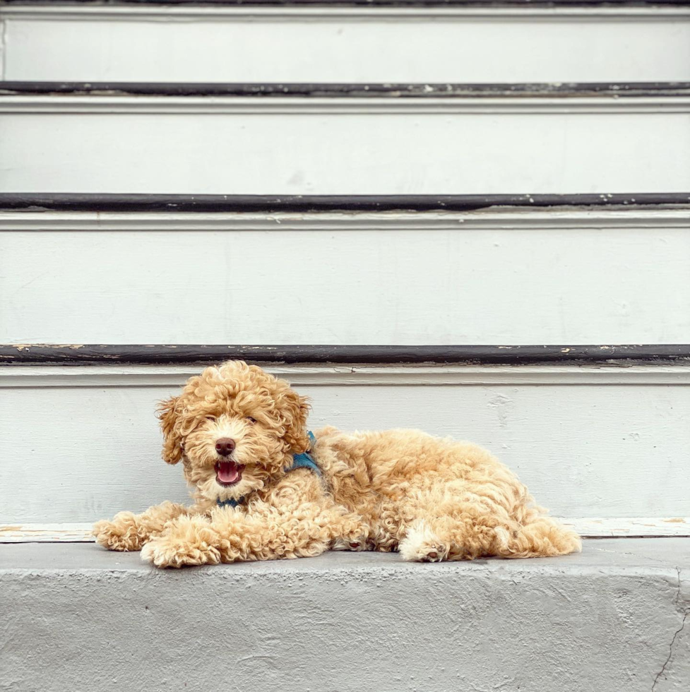 Cute Pudle Purebred Pup