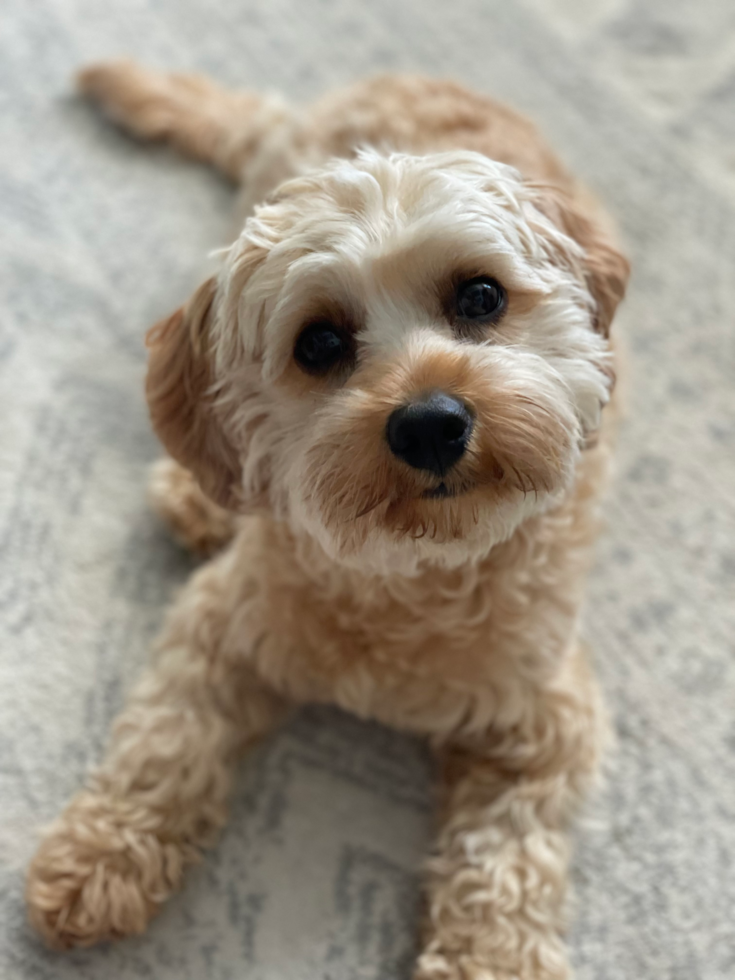 Hypoallergenic Cavoodle Poodle Mix Pup