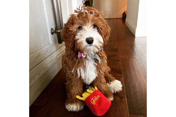 Sweet Mini Goldendoodle Baby