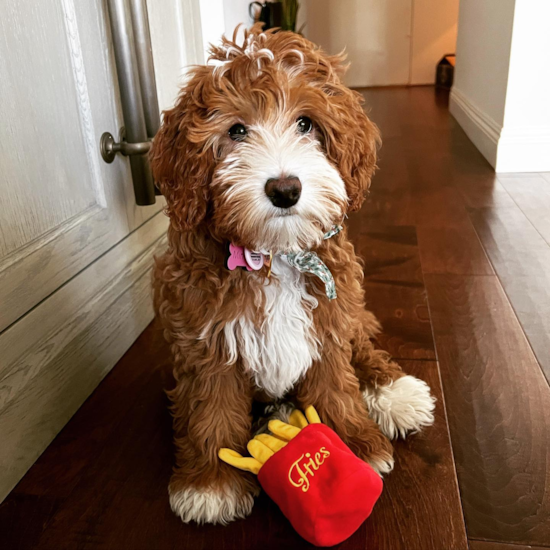 Little Golden Retriever Poodle Mix Pup