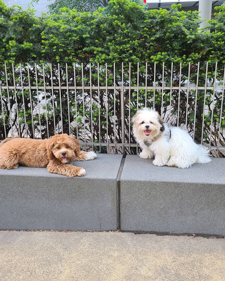 Playful Shichon Designer Pup