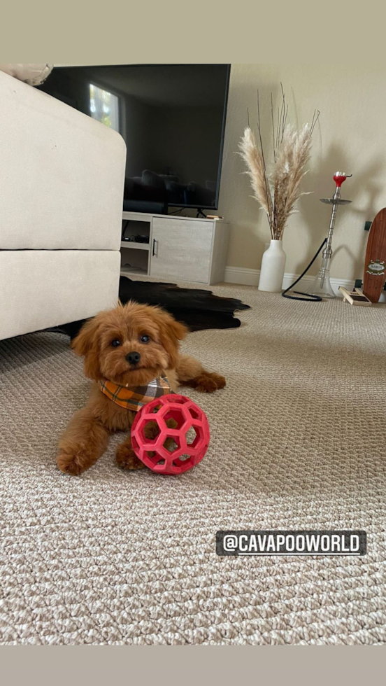 Petite Cavapoo Poodle Mix Pup