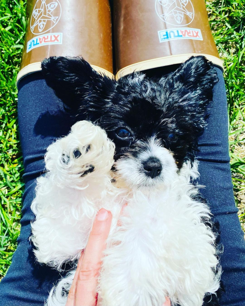 Adorable Cavoodle Poodle Mix Pup