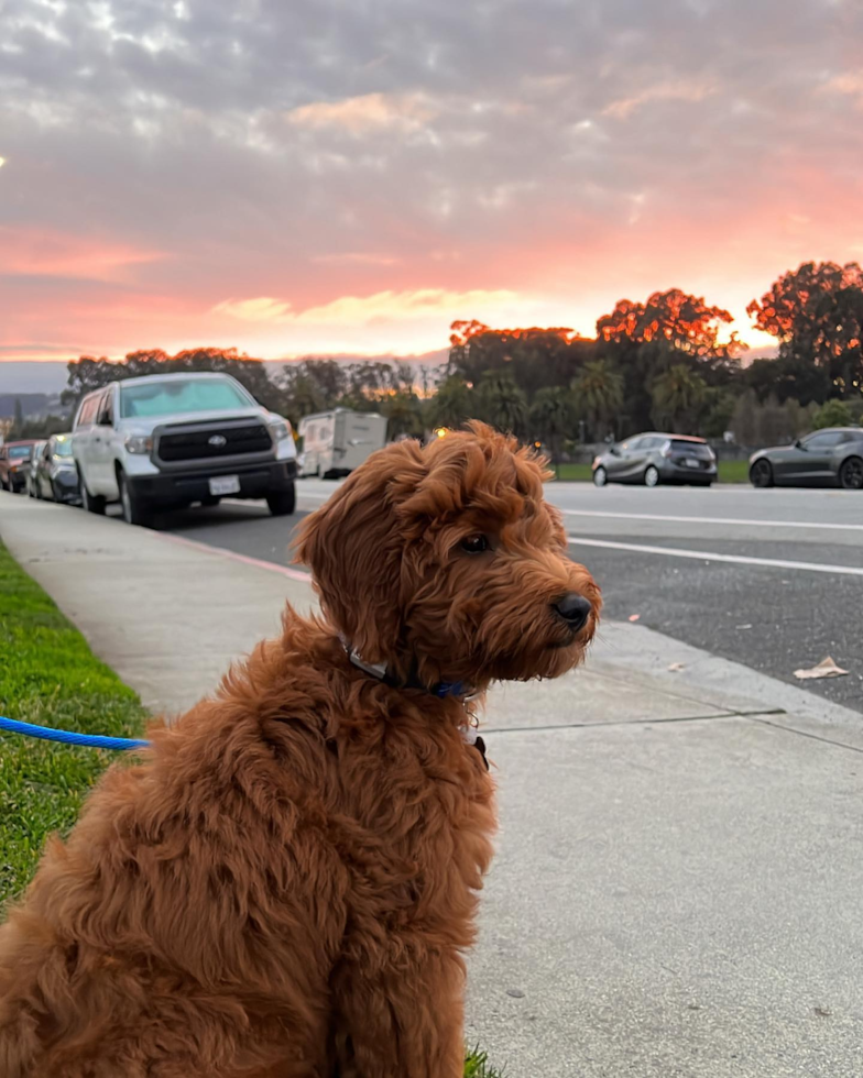 Small Mini Goldendoodle Pup