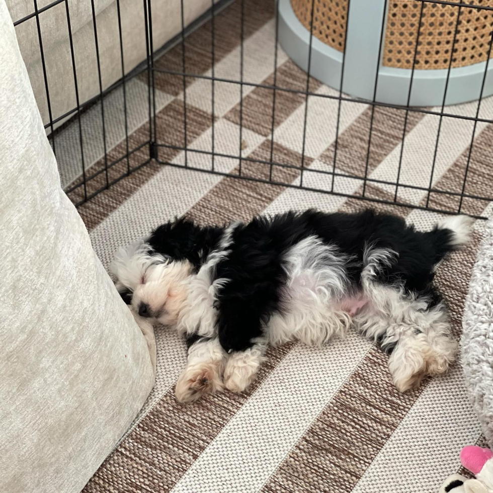 Friendly Mini Sheepadoodle Pup