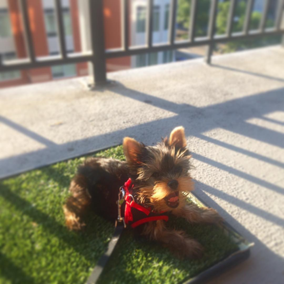 Popular Yorkshire Terrier Pup