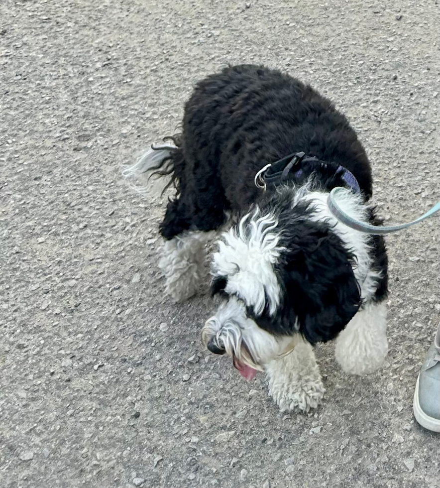 Mini Sheepadoodle Pup