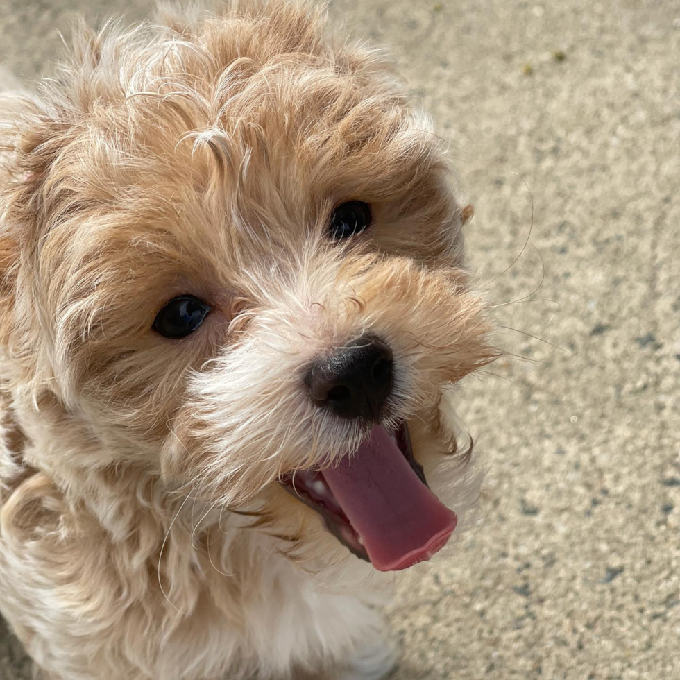 Popular Maltipoo Poodle Mix Pup