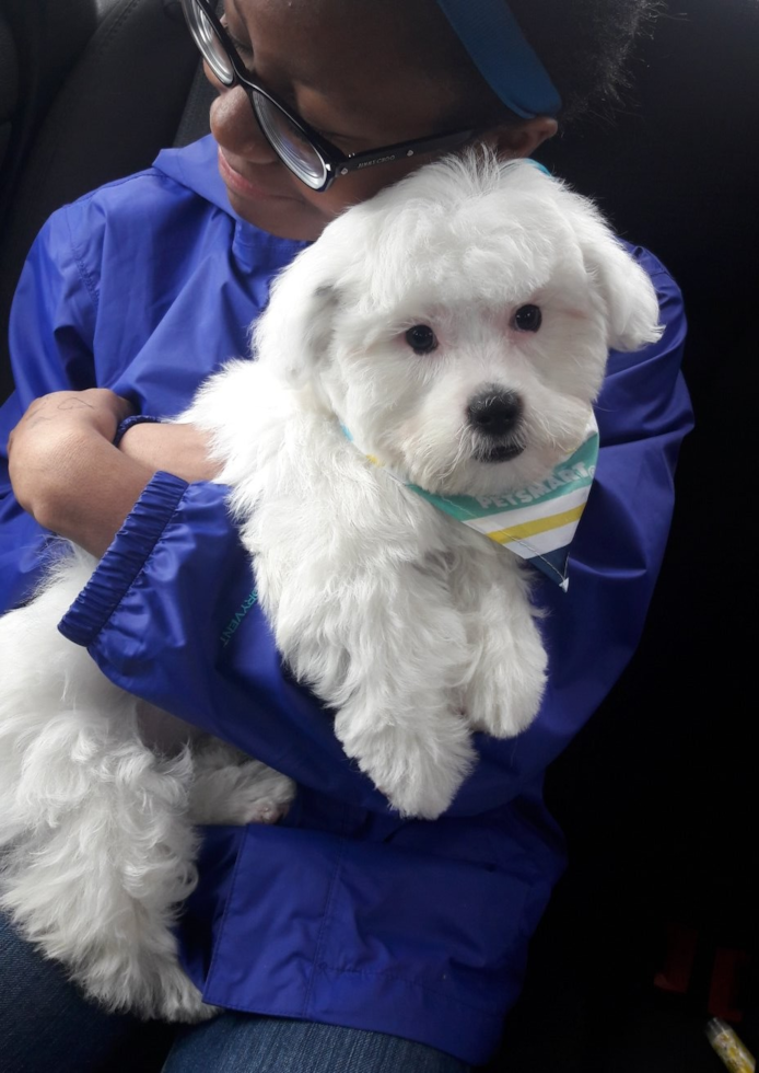 Friendly Teddy Bear Pup