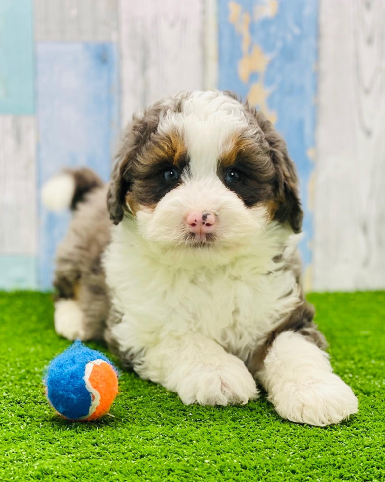 Petite Mini Bernedoodle Poodle Mix Pup