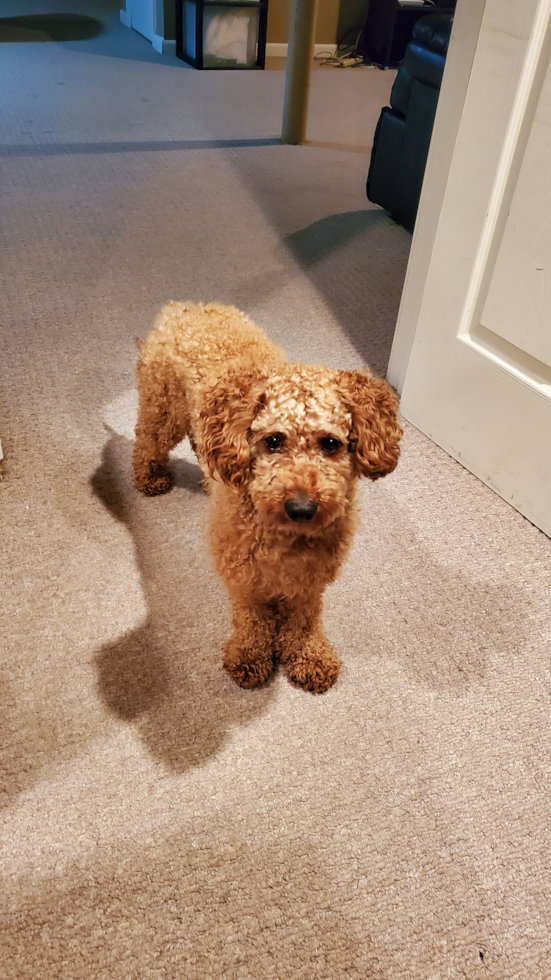 Cute Mini Goldendoodle Pup in Roseland NJ