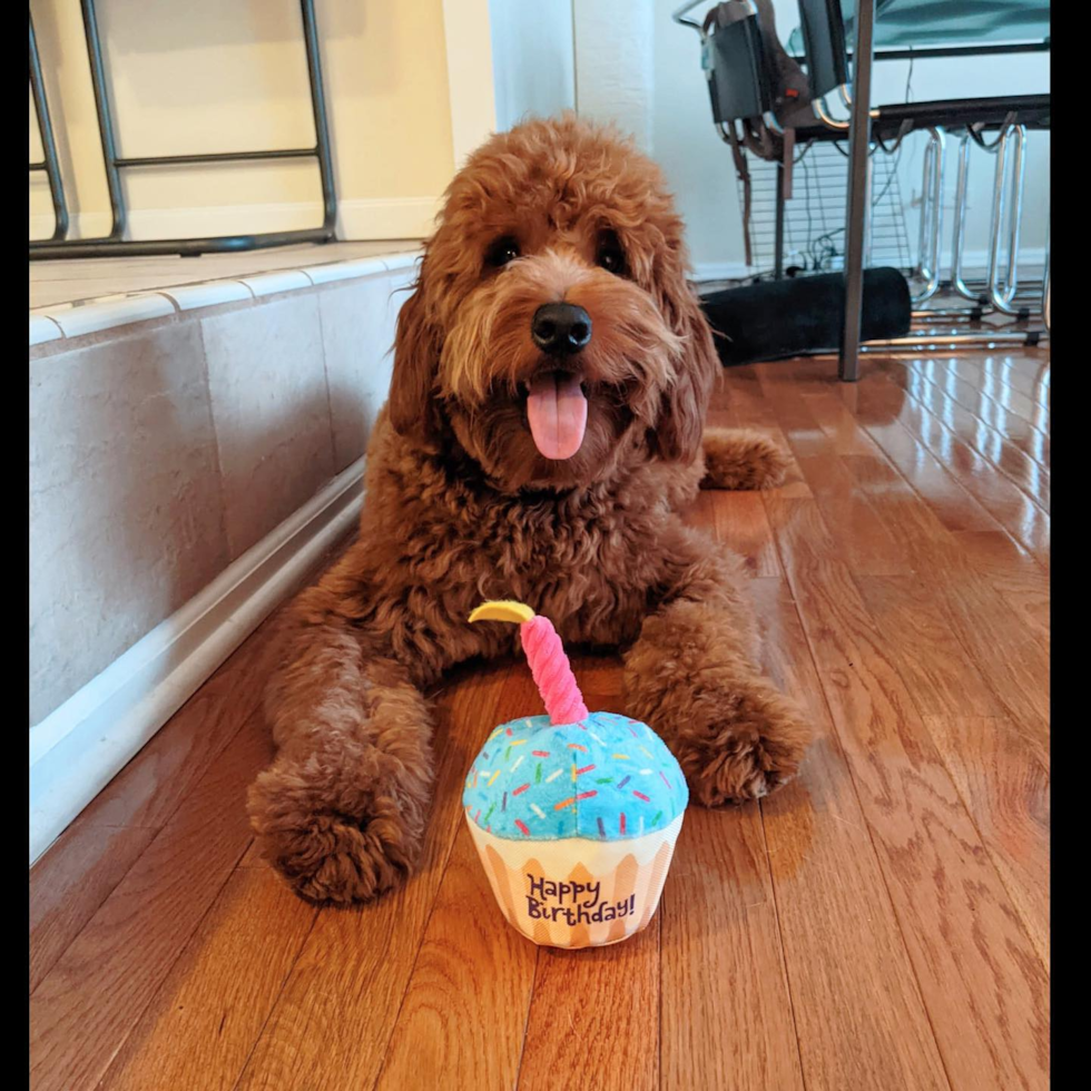 Petite Mini Goldendoodle Poodle Mix Pup