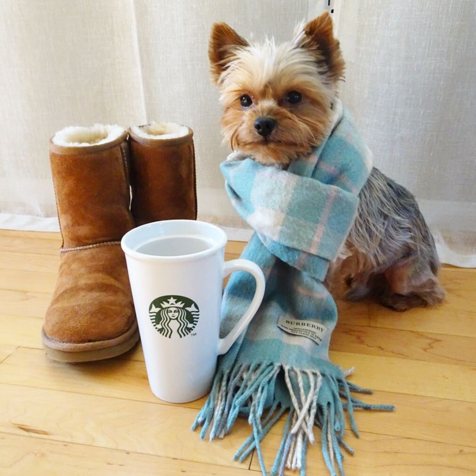 Happy Yorkie Purebred Pup