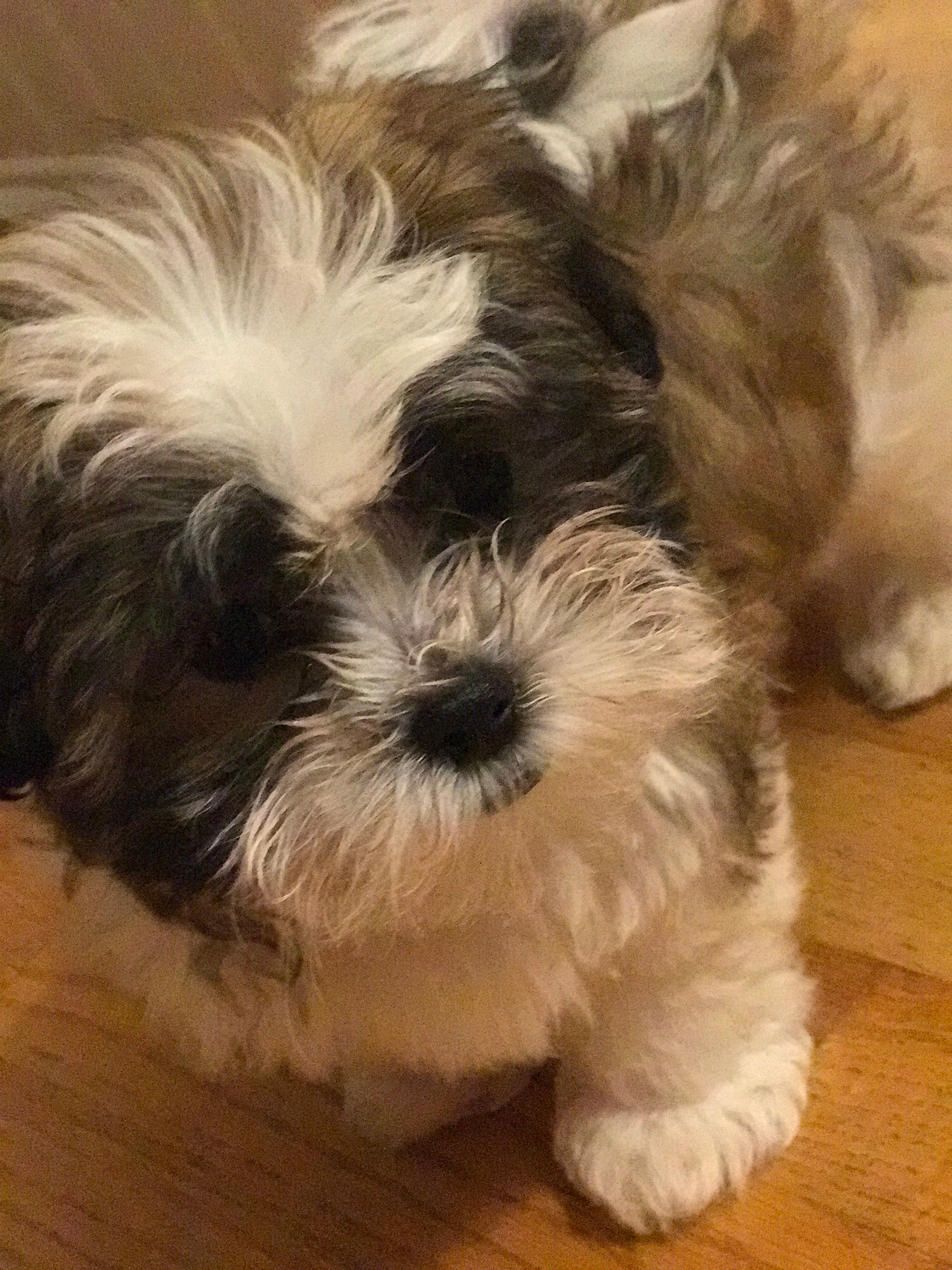 Energetic Shichon Designer Puppy