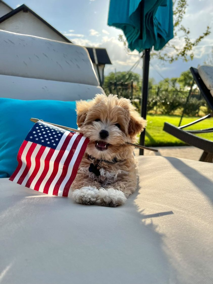 Maltipoo Being Cute