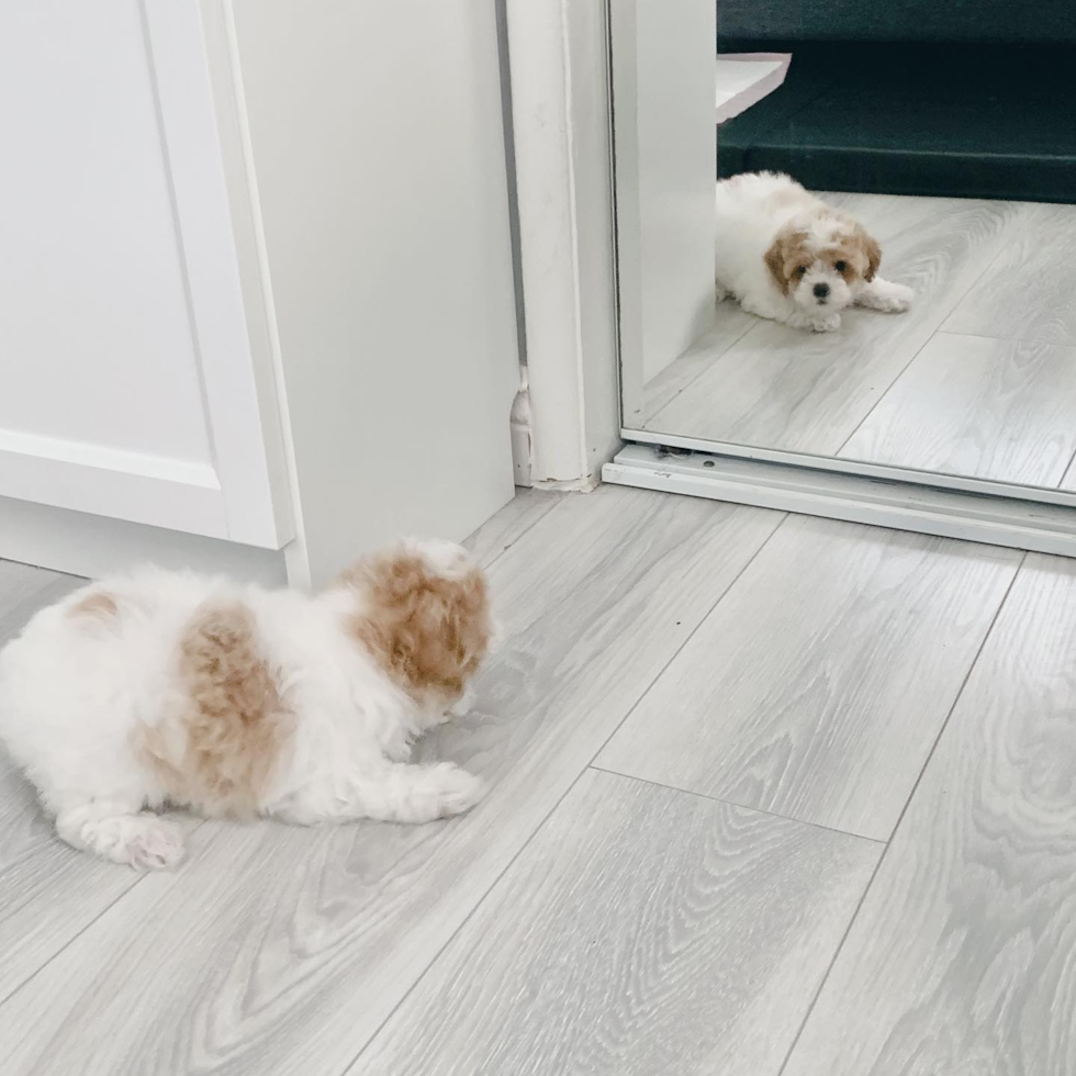 Funny Poodle Pup