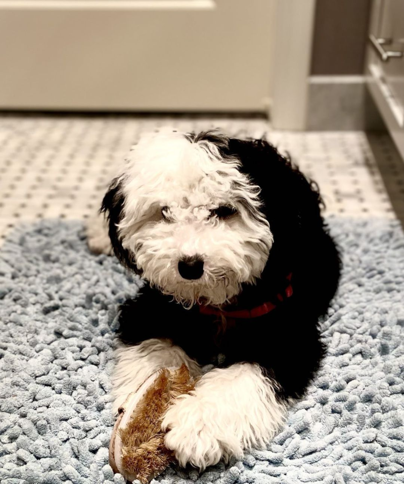 Sweet Mini Sheepadoodle Pup