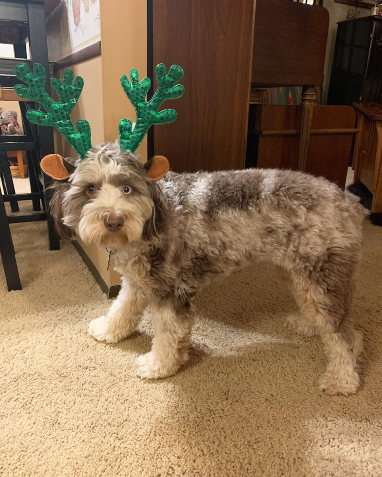 Encino Mini Aussiedoodle Pup