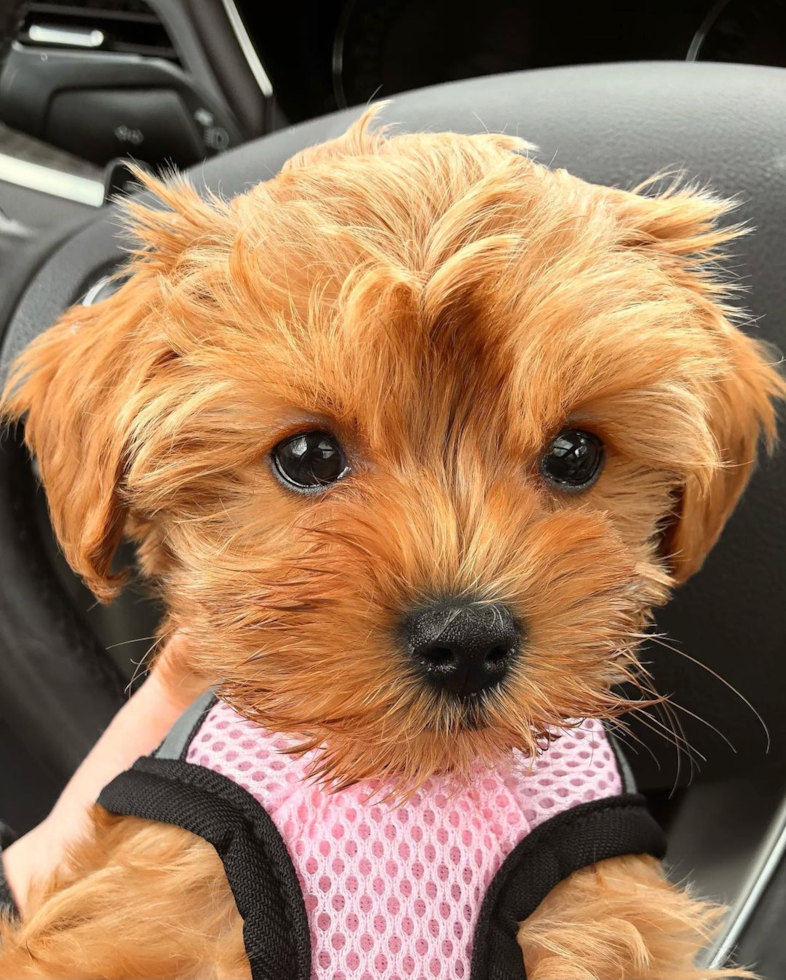 Playful Cavoodle Poodle Mix Pup