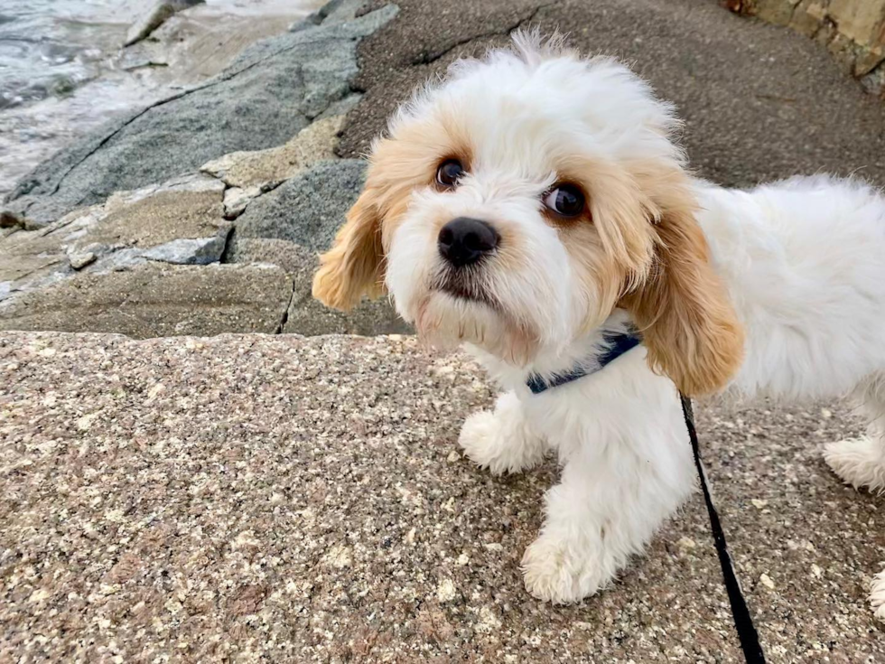 Funny Cavachon Designer Pup