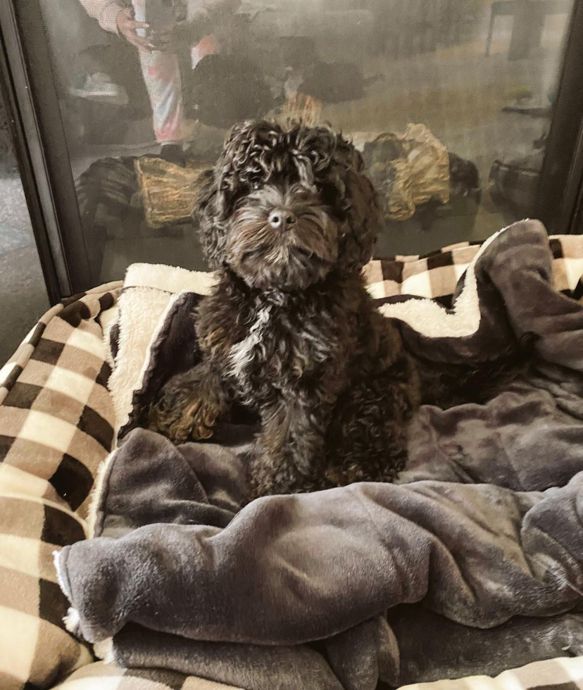 Happy Cavapoo Pup in Charlotte NC