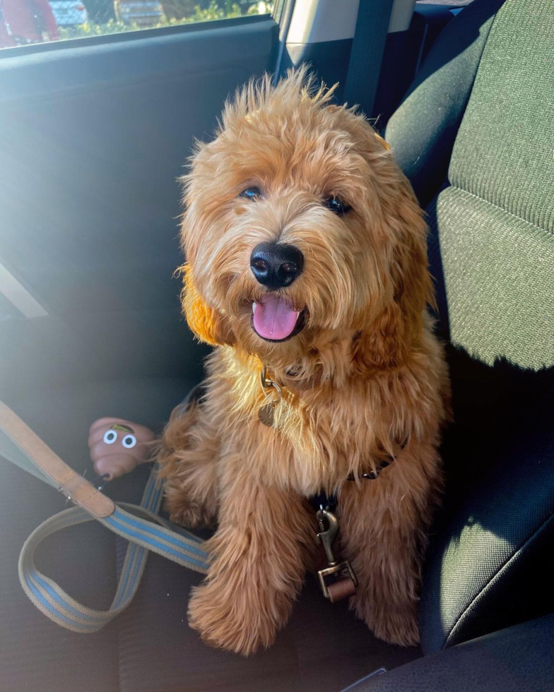 Mini Goldendoodle Being Cute