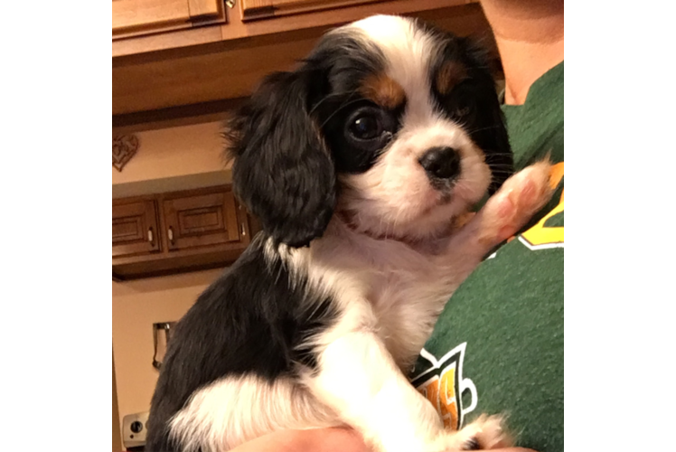 Cavalier King Charles Spaniel Pup Being Cute