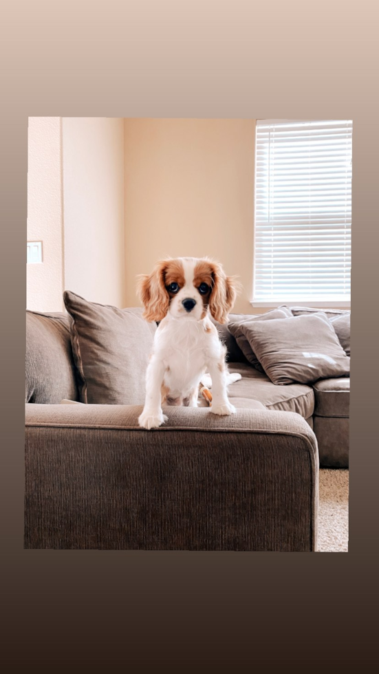 Happy Cavalier King Charles Spaniel Pup in Antelope CA