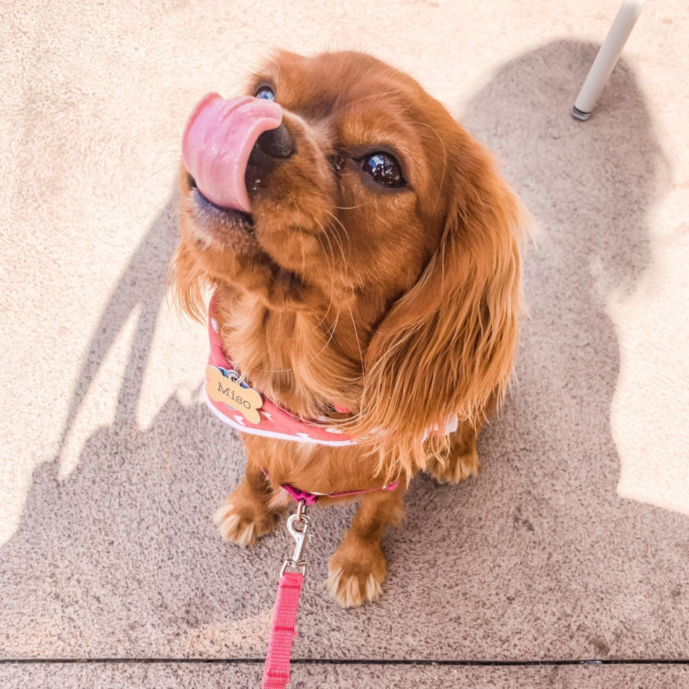 Fort Lee Cavalier King Charles Spaniel Pup